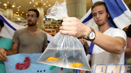 גם דגי זהב המתינו לטומרקין (שי לוי)