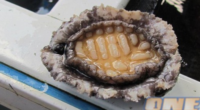 אוכל מקומי (רוני שוורץ)