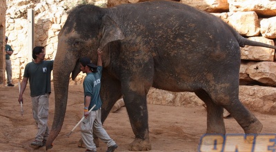 הפילה אביגיל. הפסד צורב (גיא בן זיו)