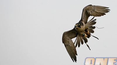 הבז הנודד. היצור הכי מהיר בכדור הארץ (רויטרס) הבז הנודד. היצור הכי מהיר בכדור הארץ (רויטרס)